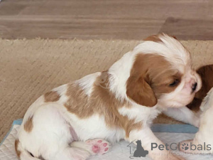 Foto №3. Cavalier King Charles Spaniel Welpen WhatsApp 44 7453 907158. Deutschland