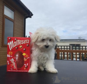 Foto №1. malteser - zum Verkauf in der Stadt Arel | verhandelt | Ankündigung № 169210