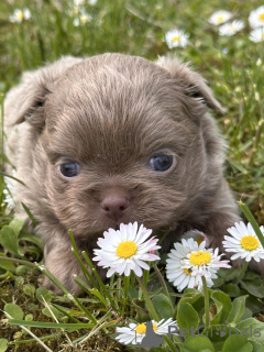 Foto №1. chihuahua - zum Verkauf in der Stadt Sivats | verhandelt | Ankündigung № 167435