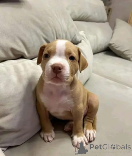 Foto №1. american pit bull terrier - zum Verkauf in der Stadt Bochum | verhandelt | Ankündigung № 165783