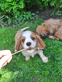 Foto №2 zu Ankündigung № 148743 zu verkaufen cavalier king charles spaniel - einkaufen Lettland quotient 	ankündigung, vom kindergarten, züchter