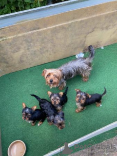 Foto №2 zu Ankündigung № 107369 zu verkaufen yorkshire terrier - einkaufen Deutschland quotient 	ankündigung