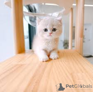 Foto №3. Munchkin-Kätzchen zu verkaufen. Österreich