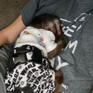 Foto №2 zu Ankündigung № 166195 zu verkaufen  - einkaufen Spanien züchter