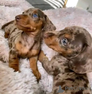 Foto №3. Dackelwelpen zur Adoption in meiner Nähe PRizz VERHANDELBAR Haustiertyp. Spanien