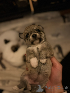 Foto №4. Ich werde verkaufen maltipu in der Stadt Arizona City. quotient 	ankündigung - preis - 339€