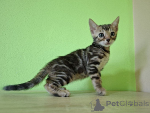 Foto №2 zu Ankündigung № 149494 zu verkaufen bengal katzenrasse - einkaufen Polen züchter