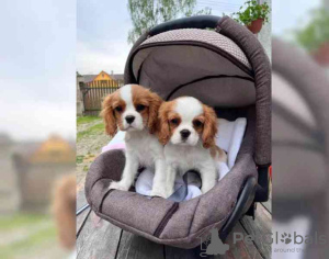 Foto №3. Wunderschöne Cavalier King Charles Spaniel Welpen.. USA