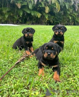 Foto №1. rottweiler - zum Verkauf in der Stadt München | 350€ | Ankündigung № 107569