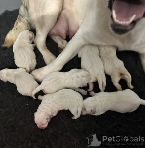 Zusätzliche Fotos: Atemberaubende weiße Labrador-Welpen