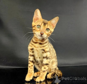 Foto №1. bengal katzenrasse - zum Verkauf in der Stadt Mainz-Bingen | 350€ | Ankündigung № 177639