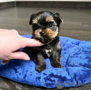 Foto №2 zu Ankündigung № 80045 zu verkaufen yorkshire terrier - einkaufen Finnland quotient 	ankündigung, züchter