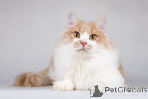 Foto №2 zu Ankündigung № 138653 zu verkaufen  - einkaufen Russische Föderation quotient 	ankündigung