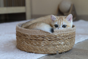 Foto №2 zu Ankündigung № 153756 zu verkaufen britisch kurzhaar - einkaufen Türkei züchter