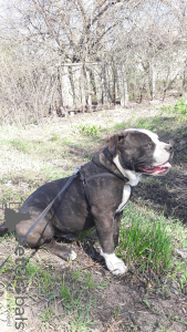 Foto №2 zu Ankündigung № 7190 zu verkaufen englische bulldogge - einkaufen Ukraine quotient 	ankündigung