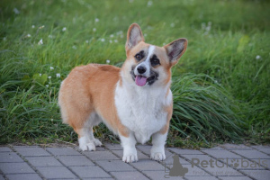 Zusätzliche Fotos: Welsh Corgi 3 Monate alt (betitelte Eltern)