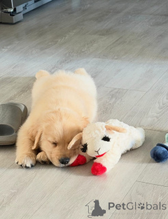 Foto №2 zu Ankündigung № 173322 zu verkaufen golden retriever - einkaufen Polen quotient 	ankündigung