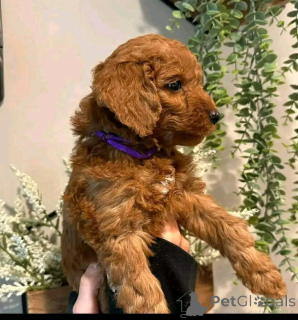 Foto №2 zu Ankündigung № 138632 zu verkaufen havaneser - einkaufen USA züchter