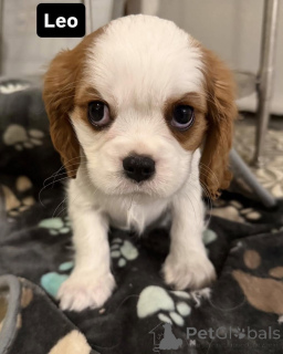 Foto №2 zu Ankündigung № 169612 zu verkaufen cavalier king charles spaniel - einkaufen Finnland quotient 	ankündigung