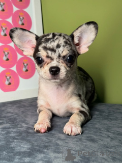 Foto №1. chihuahua - zum Verkauf in der Stadt Helsinki | 500€ | Ankündigung № 163633