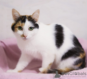 Foto №4. Ich werde verkaufen  in der Stadt Москва. quotient 	ankündigung - preis - Frei