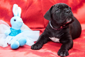 Foto №2 zu Ankündigung № 4089 zu verkaufen cane corso italiano - einkaufen Russische Föderation quotient 	ankündigung, züchter