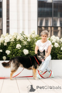 Foto №3. Chris Hund mit einem riesigen Herzen und einer ruhigen Hoffnung.. Russische Föderation