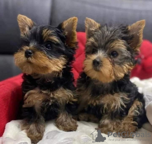 Foto №1. yorkshire terrier - zum Verkauf in der Stadt Warschau | 370€ | Ankündigung № 56827