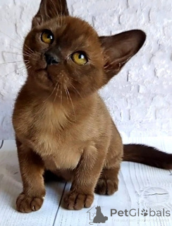 Foto №1. burma-katze - zum Verkauf in der Stadt Achenkircch | 350€ | Ankündigung № 171158