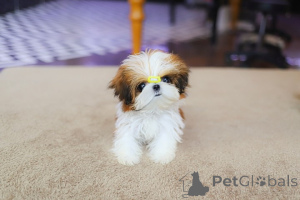 Foto №4. Ich werde verkaufen shih tzu in der Stadt Huntington Beach. züchter - preis - verhandelt