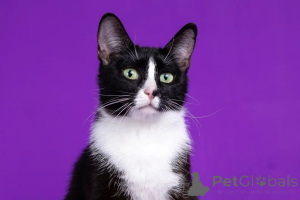 Foto №3. Zwei schöne Mädchen auf der Suche nach dem Haus einer Katze im Quadratknopf und. Russische Föderation