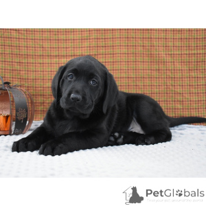 Foto №3. Labrador Retriever-Hündin, 9 Wochen alt, bereit, nach Hause zu gehen. Großbritannien