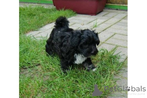 Foto №1. bolonka zwetna - zum Verkauf in der Stadt Ludwigsburg | verhandelt | Ankündigung № 167106