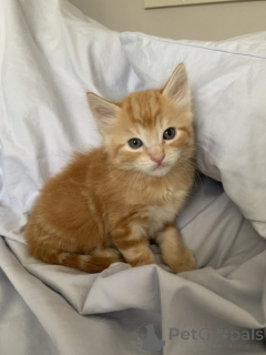 Foto №2 zu Ankündigung № 134855 zu verkaufen maine-coon-katze - einkaufen Deutschland quotient 	ankündigung, vom kindergarten, aus dem tierheim, züchter