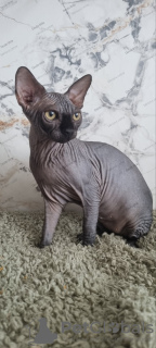 Foto №4. Ich werde verkaufen sphynx-katze in der Stadt Kettering. züchter - preis - 2000€