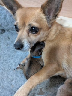 Foto №3. Wunderschöne Pommersche x Chorkie-Welpen. USA