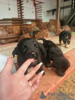 Zusätzliche Fotos: Babywelpen suchen dringend ein Zuhause!