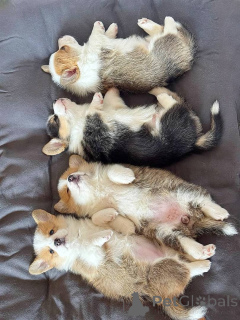 Foto №2 zu Ankündigung № 150722 zu verkaufen welsh corgi - einkaufen Deutschland quotient 	ankündigung