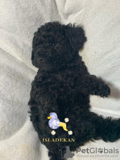 Foto №2 zu Ankündigung № 32092 zu verkaufen pudel (zwerg) - einkaufen Spanien züchter