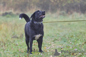 Zusätzliche Fotos: Byron sucht ein Zuhause!