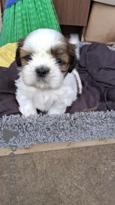 Foto №2 zu Ankündigung № 145735 zu verkaufen leonberger, louisiana catahoula leopard dog, lhasa apso, pommersche spitz, pudel (zwerg), shih tzu - einkaufen Estland quotient 	ankündigung, vom kindergarten, züchter