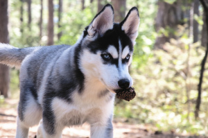 Zusätzliche Fotos: Hochrassige Welpen der Rasse Siberian Husky