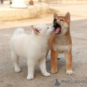 Foto №2 zu Ankündigung № 168384 zu verkaufen shiba - einkaufen Schweden quotient 	ankündigung, züchter