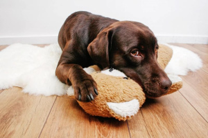 Würmer bei Hunden: Symptome, Behandlung, beste Medikamente