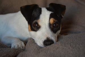 Jack Russell Terrier