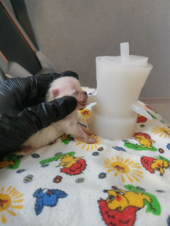 Fütterung neugeborener Welpen