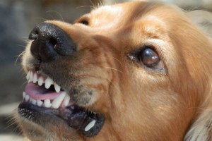 Aggressiver Hund: Beseitigung der Ursachen von Fehlverhalten