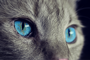 Häufige Katzenkrankheit: Symptome und Behandlung