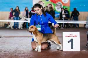 Planen Sie Hundeausstellungen in Russland
