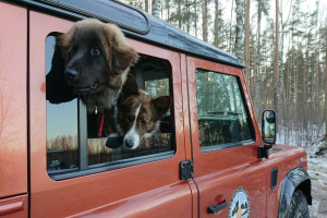 Eigenschaften reisen mit einem Hund mit dem Auto